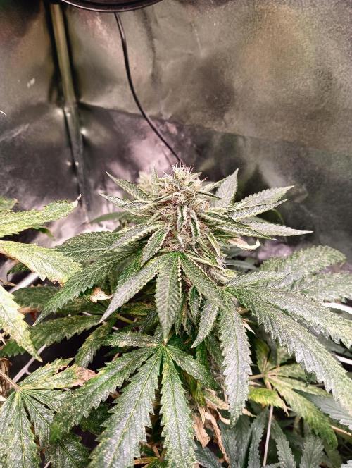 LAVA FREEZE SSSC. Week 10