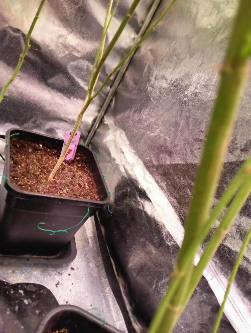 LAVA FREEZE SSSC. Week 10