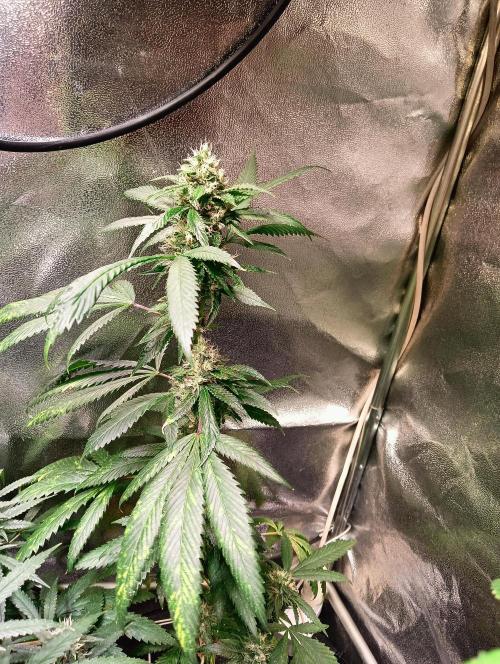 LAVA FREEZE SSSC. Week 10