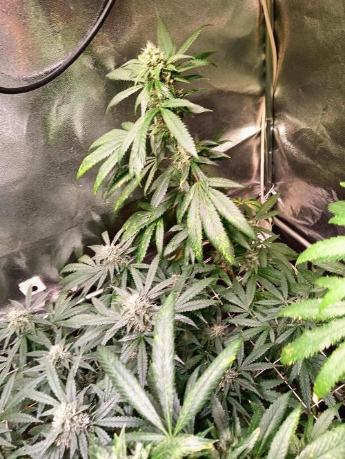 LAVA FREEZE SSSC. Week 10