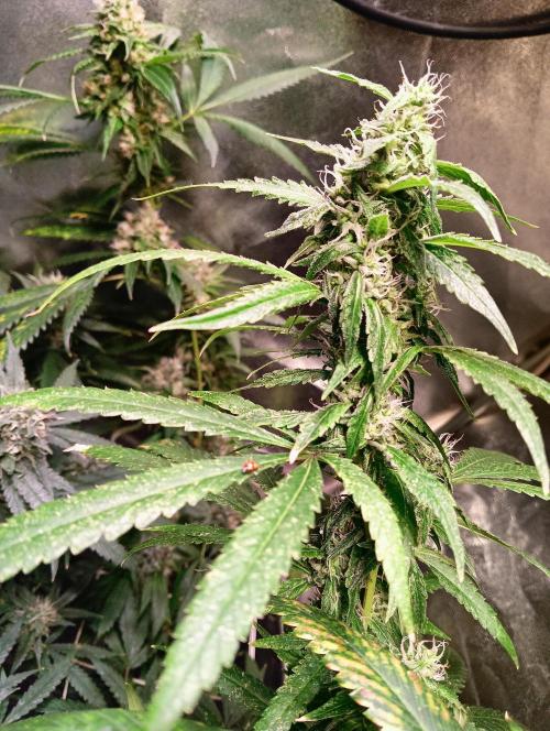 LAVA FREEZE SSSC. Week 10