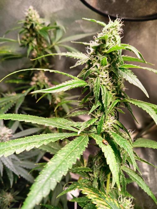 LAVA FREEZE SSSC. Week 10