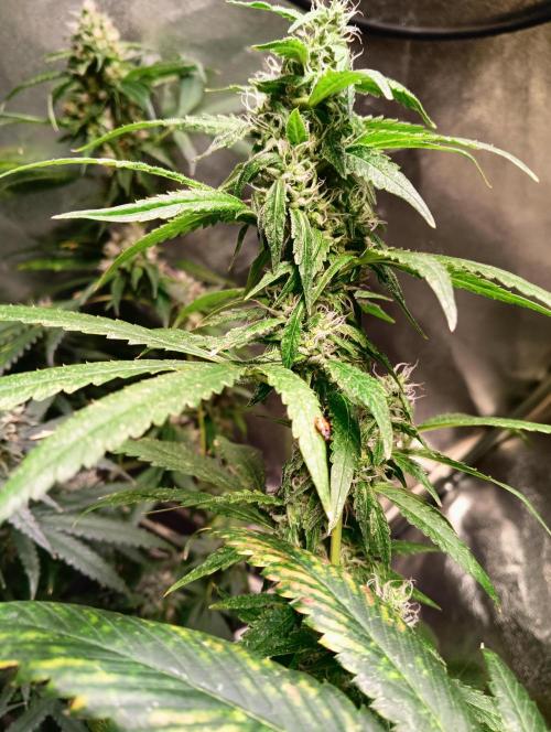 LAVA FREEZE SSSC. Week 10