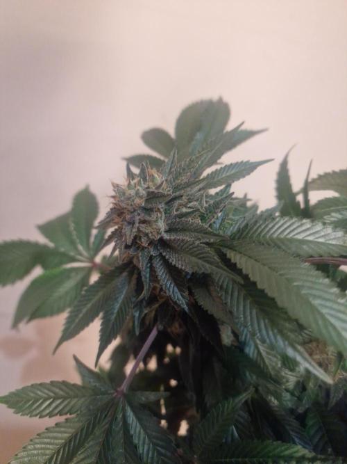 🔗AWARENESS🔗. Week 18