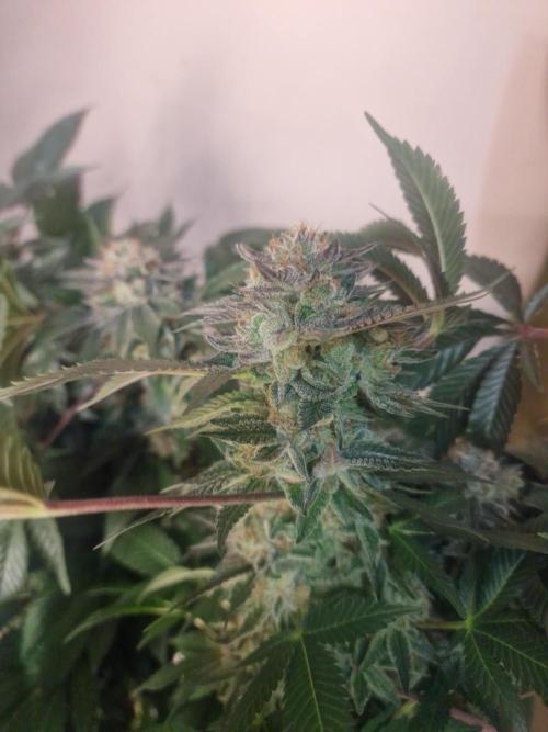 🔗AWARENESS🔗. Week 18