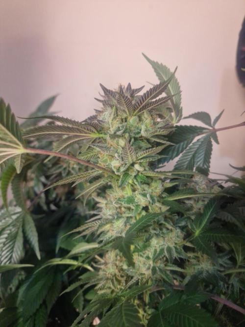 🔗AWARENESS🔗. Week 18