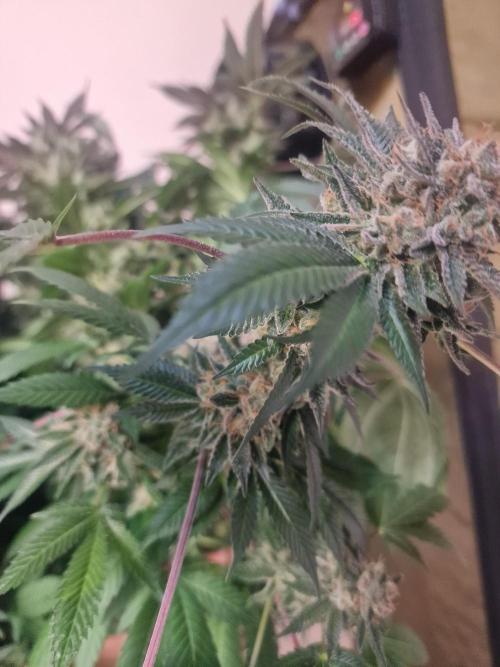 🔗AWARENESS🔗. Week 18