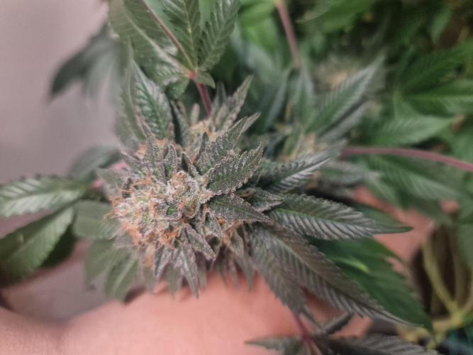 🔗AWARENESS🔗. Week 18