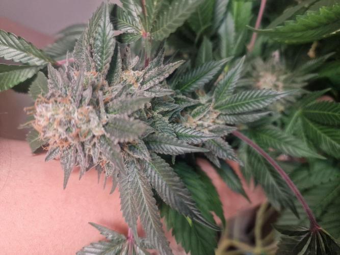 🔗AWARENESS🔗. Week 18