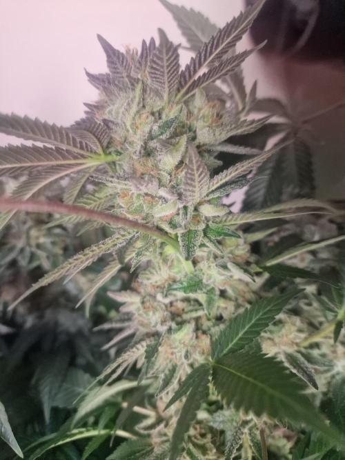 🔗AWARENESS🔗. Week 18