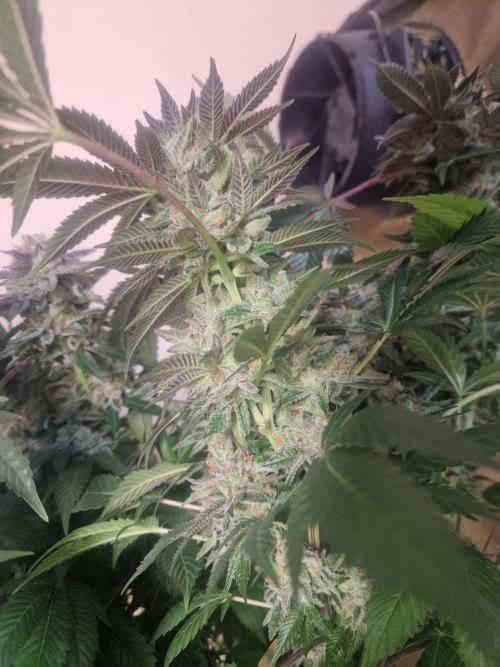 🔗AWARENESS🔗. Week 18