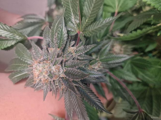 🔗AWARENESS🔗. Week 18