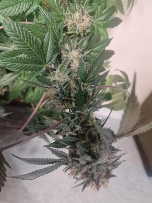 🔗AWARENESS🔗. Week 18