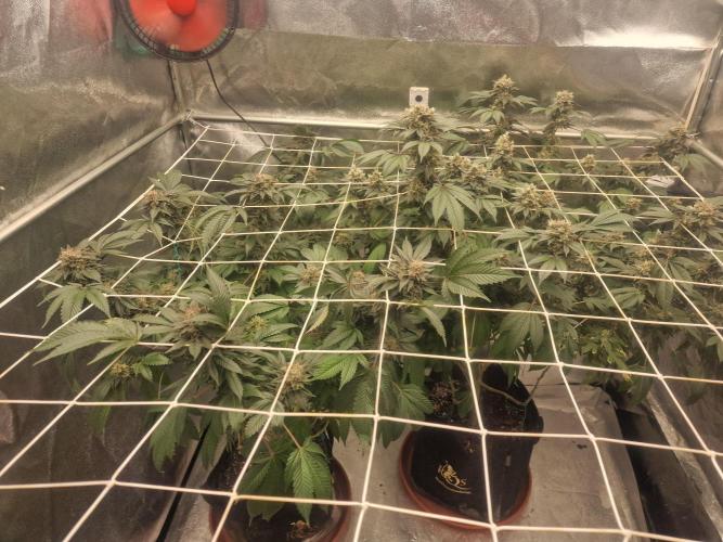 🔗AWARENESS🔗. Week 18