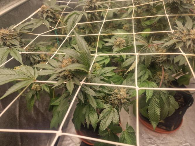 🔗AWARENESS🔗. Week 18