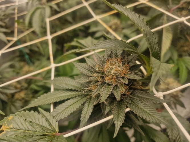 🔗AWARENESS🔗. Week 18