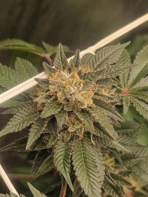 🔗AWARENESS🔗. Week 18