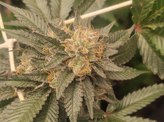 🔗AWARENESS🔗. Week 18