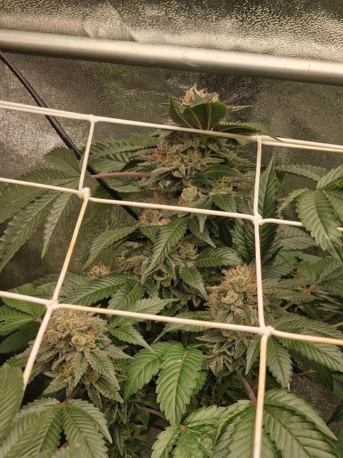 🔗AWARENESS🔗. Week 18