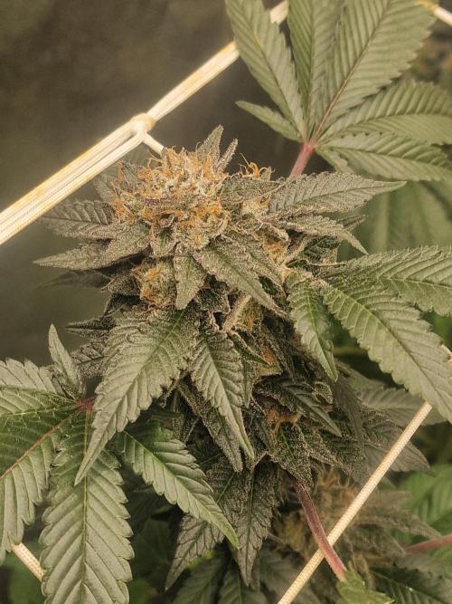 🔗AWARENESS🔗. Week 18