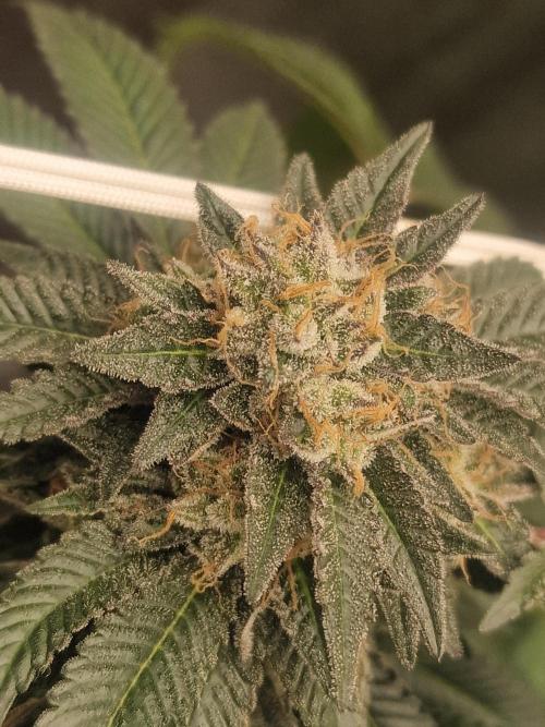 🔗AWARENESS🔗. Week 18