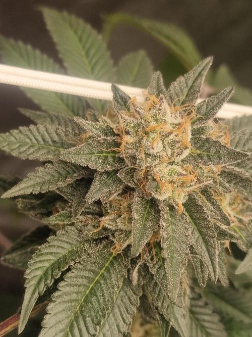 🔗AWARENESS🔗. Week 18