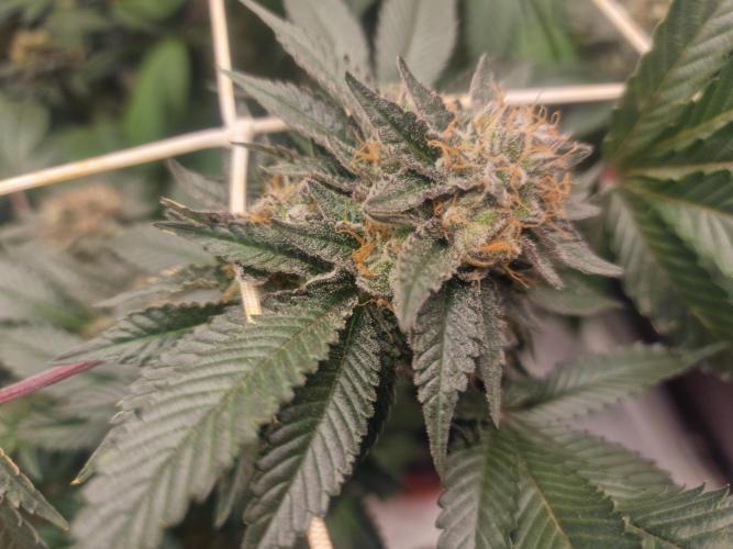 🔗AWARENESS🔗. Week 18