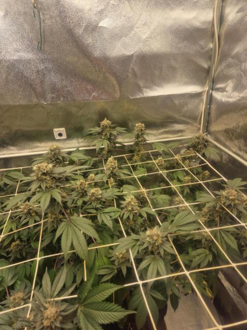 🔗AWARENESS🔗. Week 18