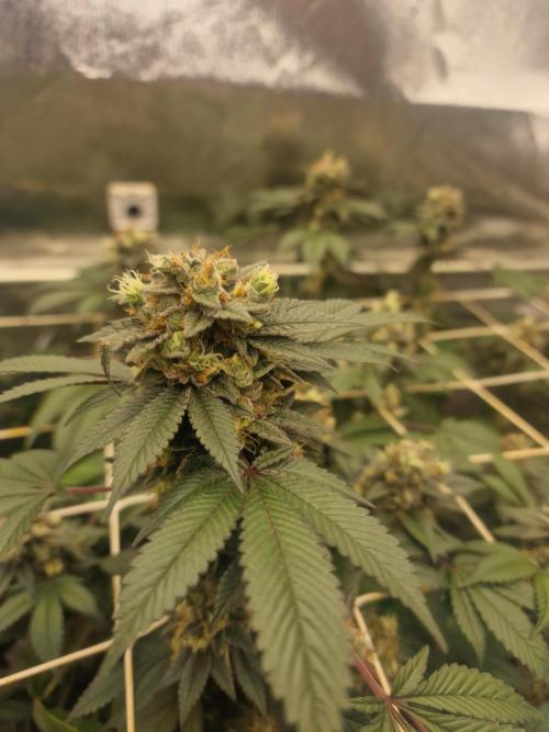 🔗AWARENESS🔗. Week 18