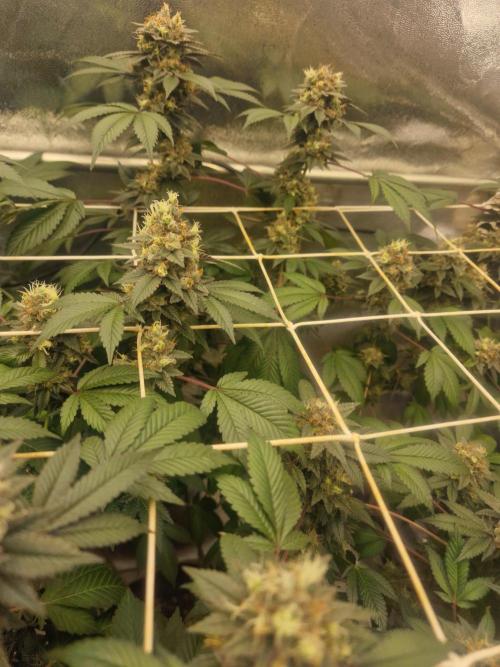 🔗AWARENESS🔗. Week 18