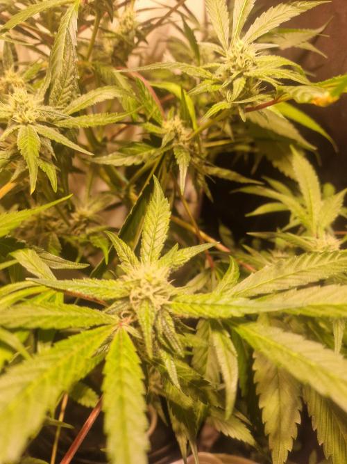 Another Love. Week 9