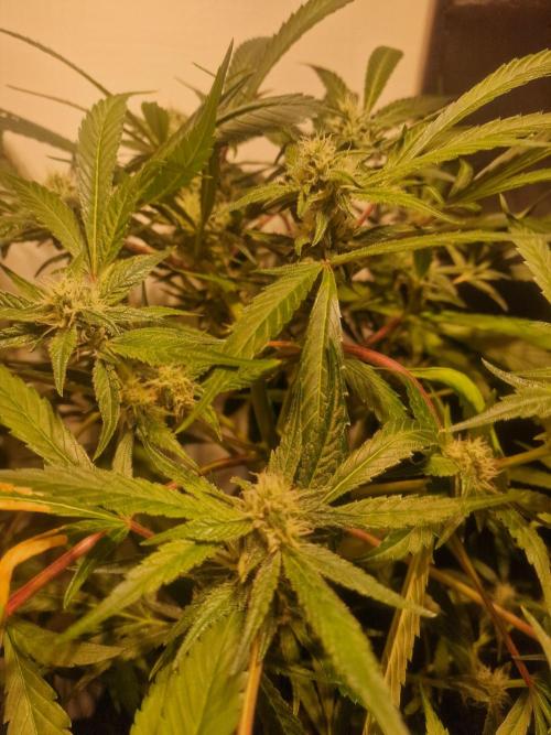 Another Love. Week 9