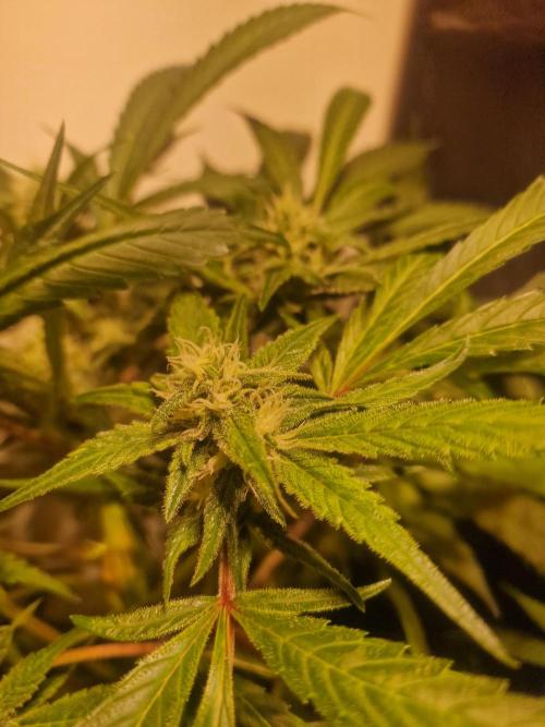 Another Love. Week 9