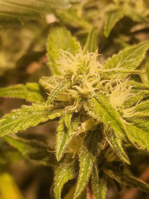 Another Love. Week 9