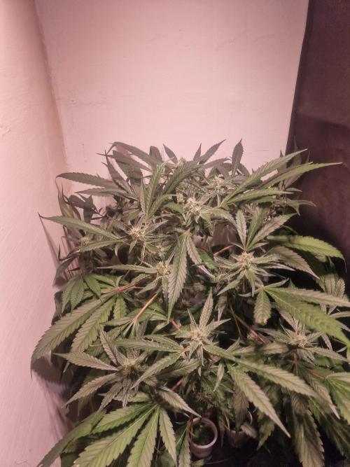 Another Love. Week 9