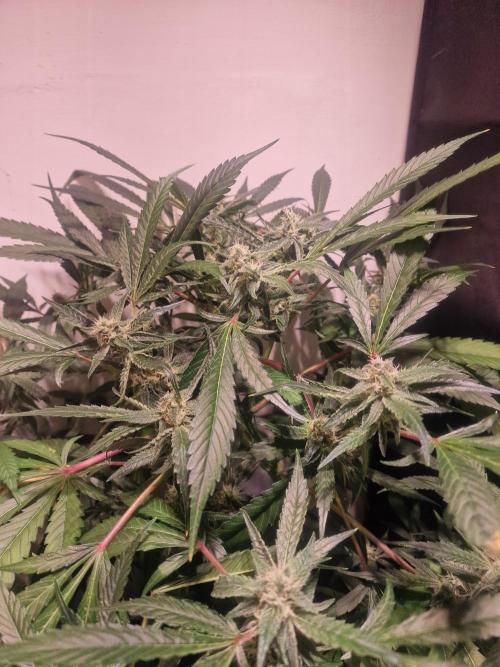 Another Love. Week 9