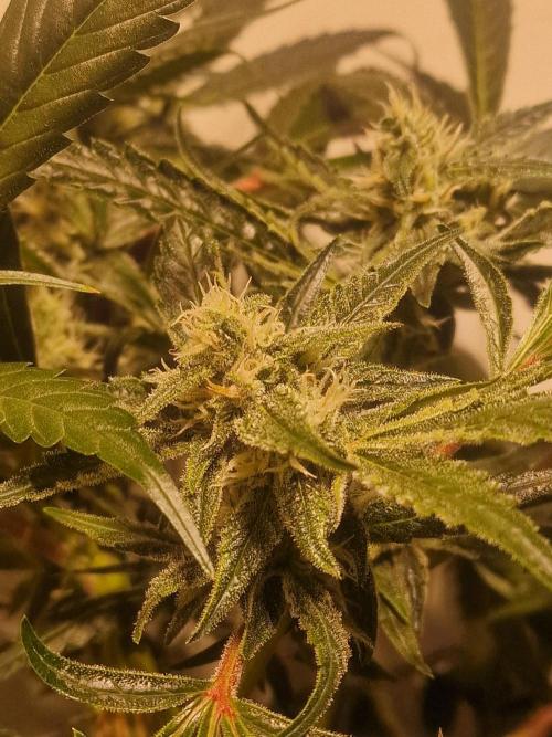 Another Love. Week 9