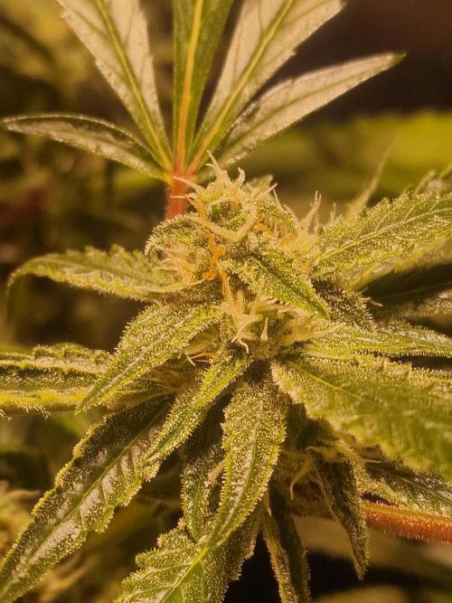 Another Love. Week 9