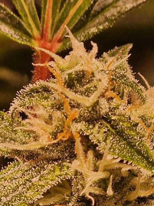 Another Love. Week 9