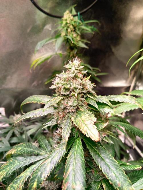 LAVA FREEZE SSSC. Week 11