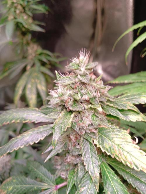 LAVA FREEZE SSSC. Week 11