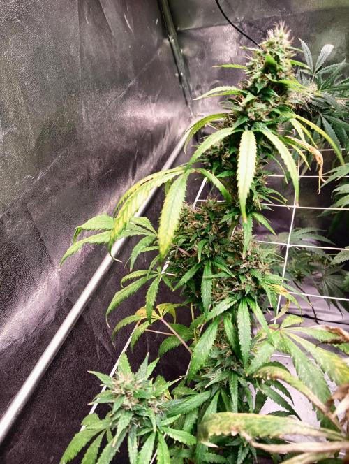 LAVA FREEZE SSSC. Week 11