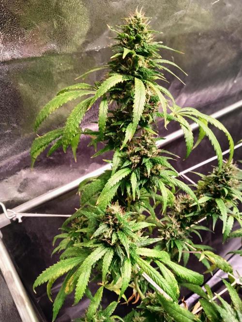 LAVA FREEZE SSSC. Week 11