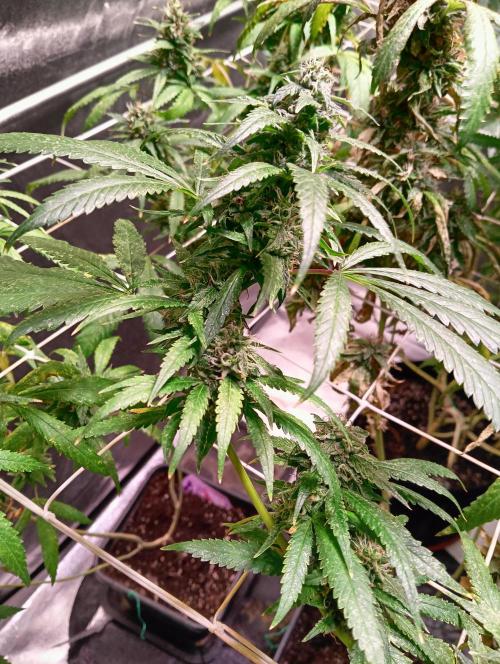 LAVA FREEZE SSSC. Week 11