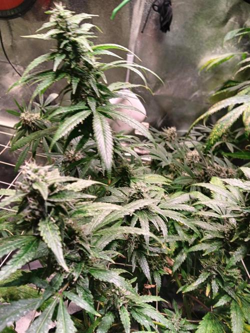 LAVA FREEZE SSSC. Week 11