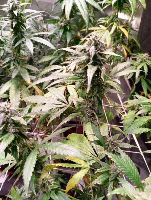 LAVA FREEZE SSSC. Week 11