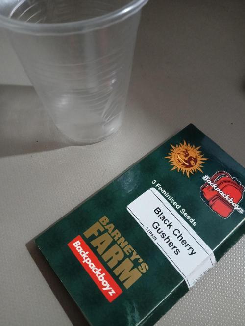 H A A R L E M M E R S T R A A T  102. Week 0