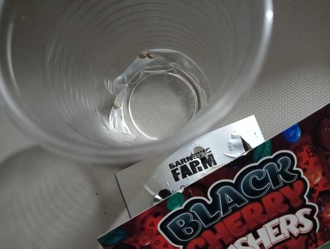 H A A R L E M M E R S T R A A T  102. Week 0