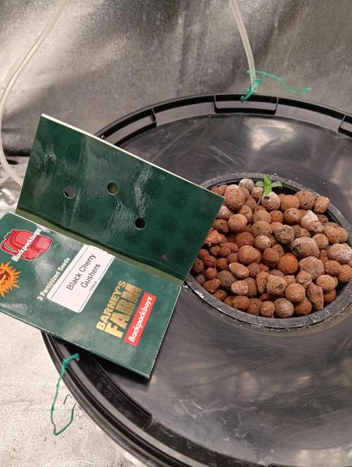 H A A R L E M M E R S T R A A T  102. Week 0