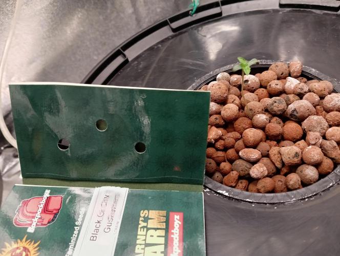 H A A R L E M M E R S T R A A T  102. Week 0